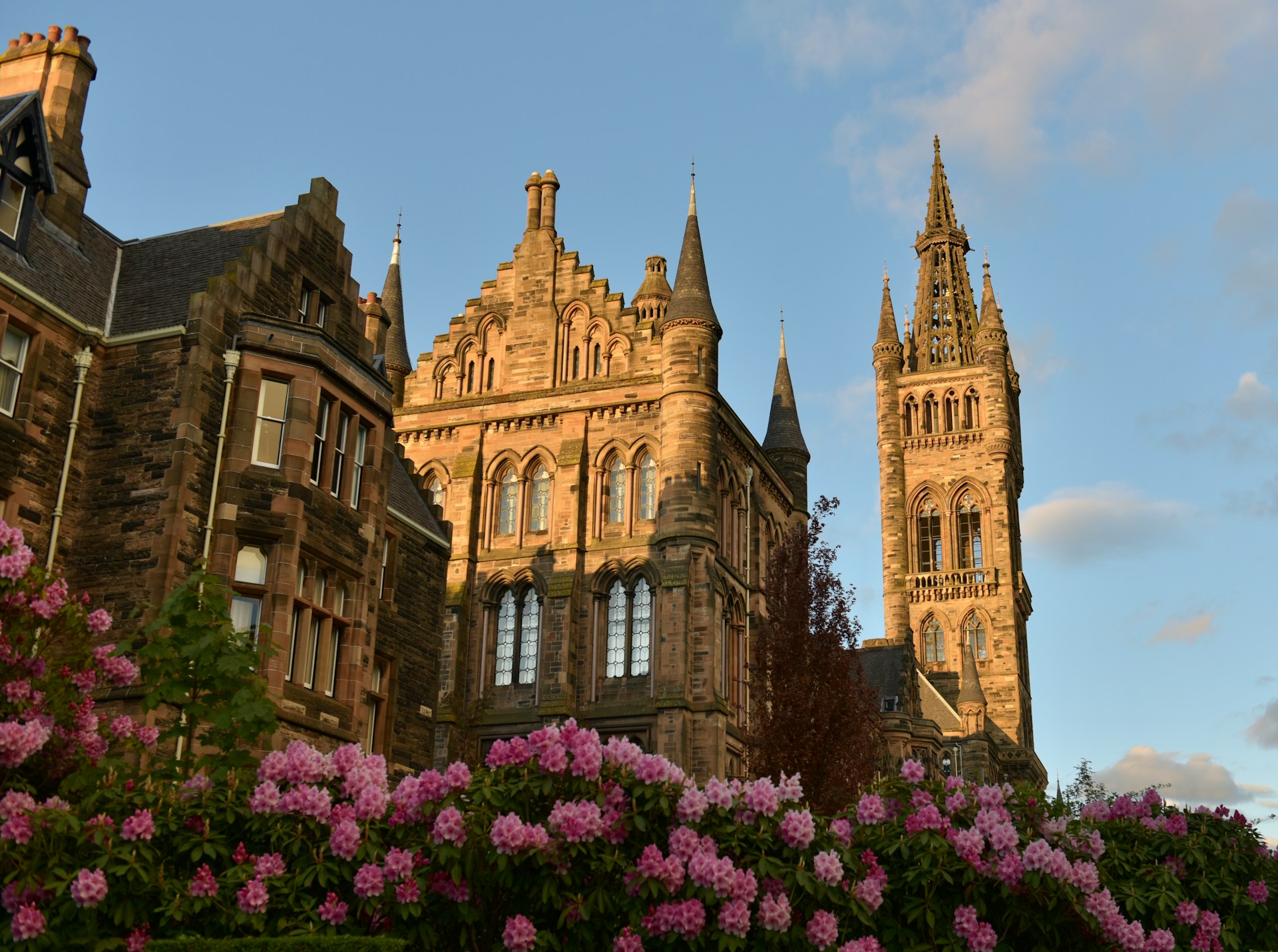 University of Glasgow's Gothic tower above pink rhododendrons, where J Mould carries out demolition